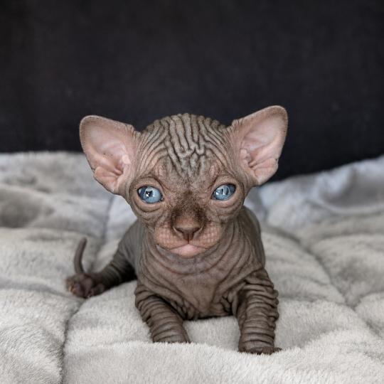 chaton Sphynx black Bastet Chatterie Des Joyaux d’Égypte