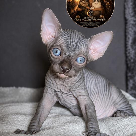 Bastet Des joyaux d’Égypte Femelle Sphynx