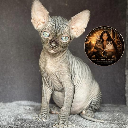 chaton Sphynx black Bastet Chatterie Des Joyaux d’Égypte