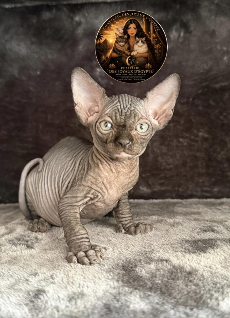 Bastet Des joyaux d’Égypte Femelle Sphynx