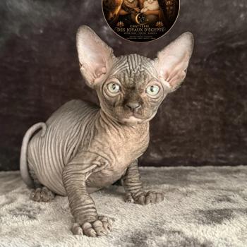 chaton Sphynx black Bastet Chatterie Des Joyaux d’Égypte