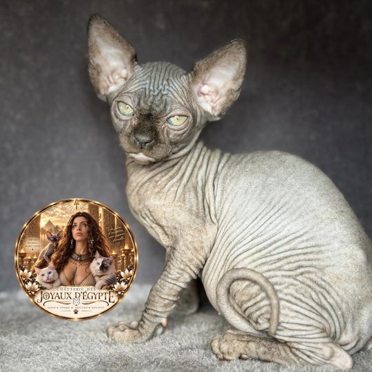 chaton Sphynx black Bastet Chatterie Des Joyaux d’Égypte