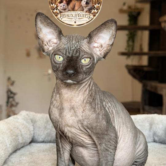 Bastet Des joyaux d’Égypte Femelle Sphynx