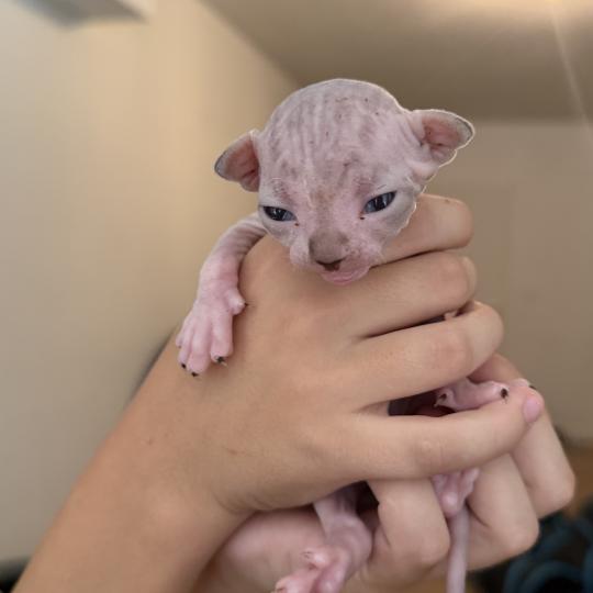 chaton Sphynx Chatterie Des Joyaux d’Égypte
