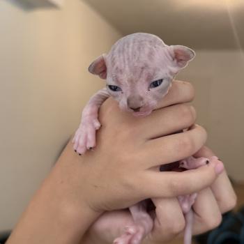 chaton Sphynx Chatterie Des Joyaux d’Égypte