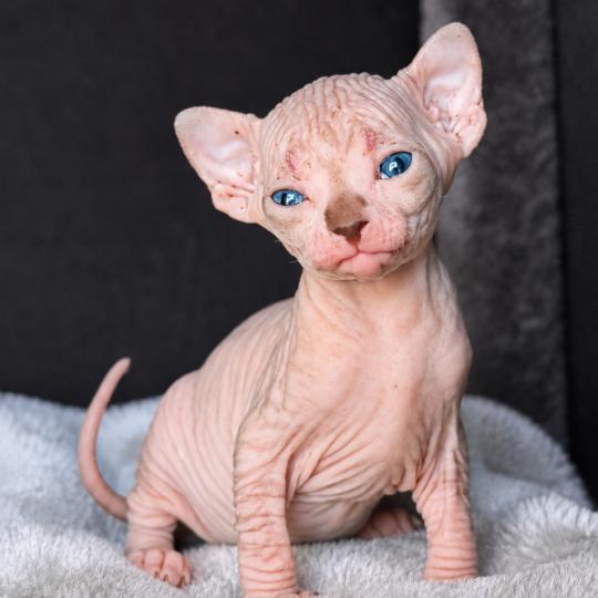 chaton Sphynx brown tabby bicolor Bisous Chatterie Des Joyaux d’Égypte