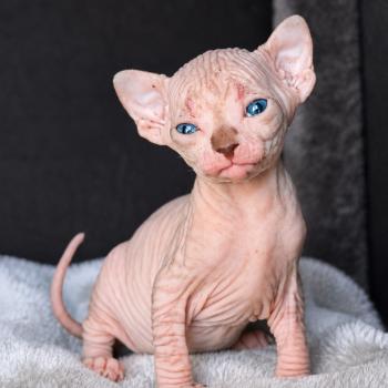 chaton Sphynx brown tabby bicolor Bisous Chatterie Des Joyaux d’Égypte