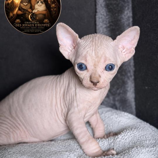 Bisous Des joyaux d’Égypte Femelle Sphynx