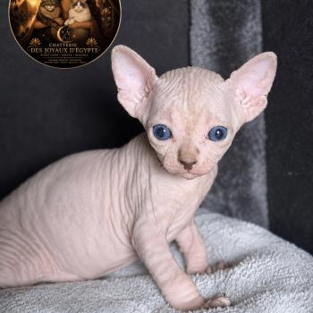 chaton Sphynx brown tabby bicolor Bisous Chatterie Des Joyaux d’Égypte