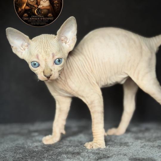 chaton Sphynx lilac tabby bicolor Bisous Chatterie Des Joyaux d’Égypte