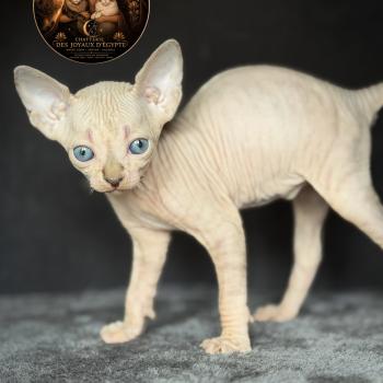 chaton Sphynx lilac tabby bicolor Bisous Chatterie Des Joyaux d’Égypte