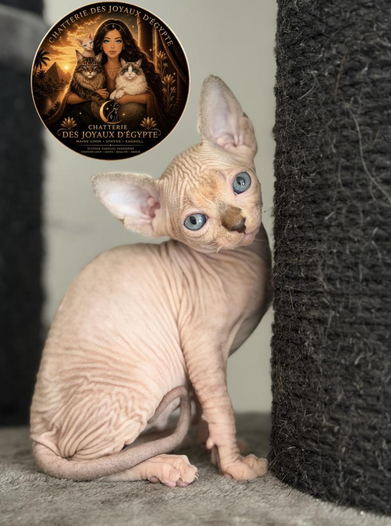 Basha Des joyaux d’Égypte Femelle Sphynx