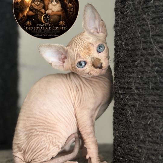 Basha Des joyaux d’Égypte Femelle Sphynx