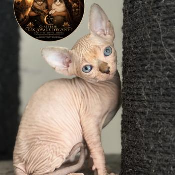 chaton Sphynx lilac tabby bicolor Basha Chatterie Des Joyaux d’Égypte