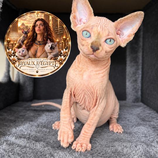 chaton Sphynx lilac tabby bicolor Basha Chatterie Des Joyaux d’Égypte
