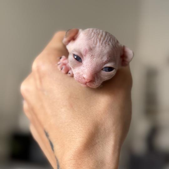 chaton Sphynx Chatterie Des Joyaux d’Égypte