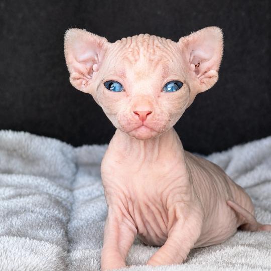 chaton Sphynx black bicolor Bershka Chatterie Des Joyaux d’Égypte