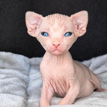 chaton Sphynx black bicolor Bershka Chatterie Des Joyaux d’Égypte