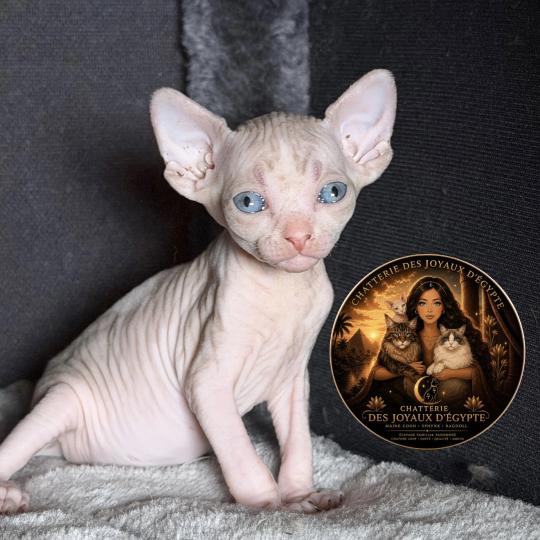 chaton Sphynx Bershka Chatterie Des Joyaux d’Égypte