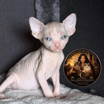 chaton Sphynx Bershka Chatterie Des Joyaux d’Égypte