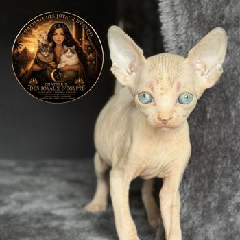 chaton Sphynx lilac & blanc Bershka Chatterie Des Joyaux d’Égypte