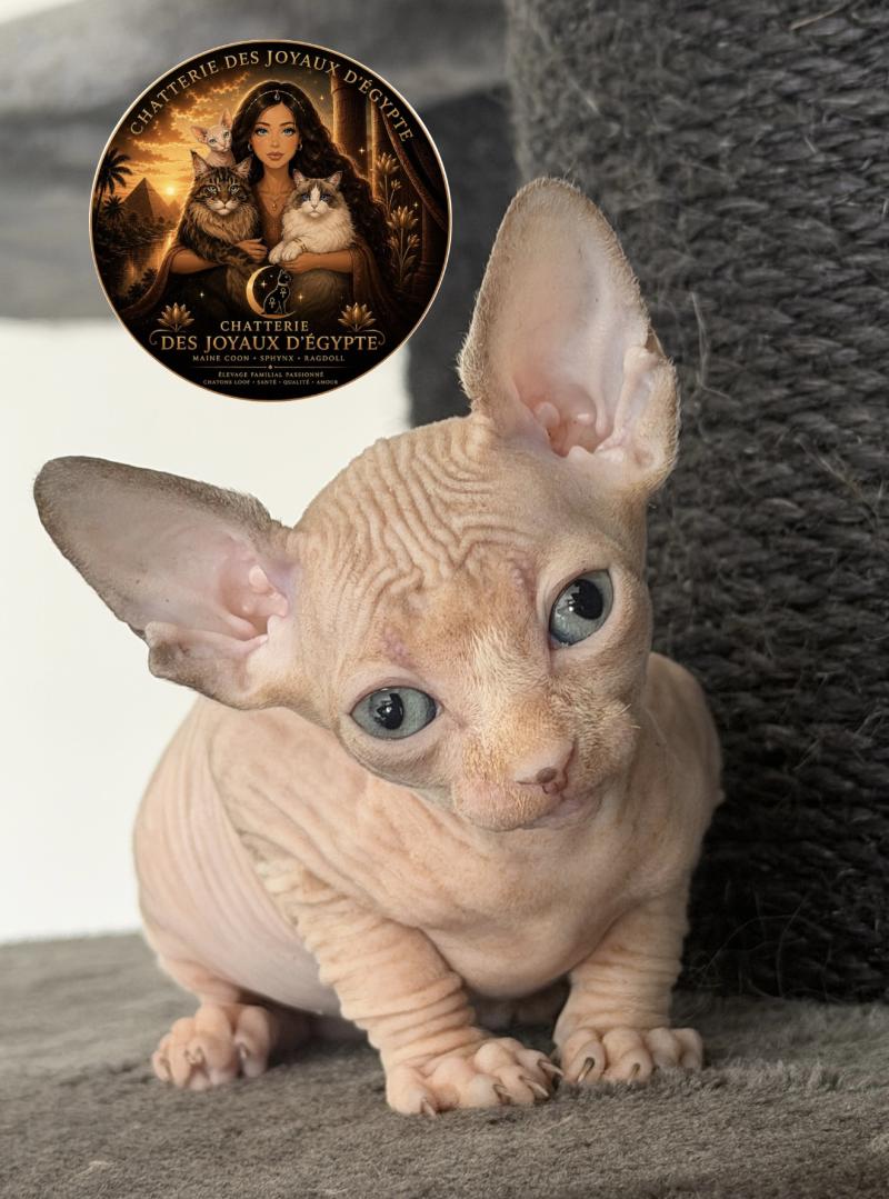 Bershka Des joyaux d’Égypte Femelle Sphynx