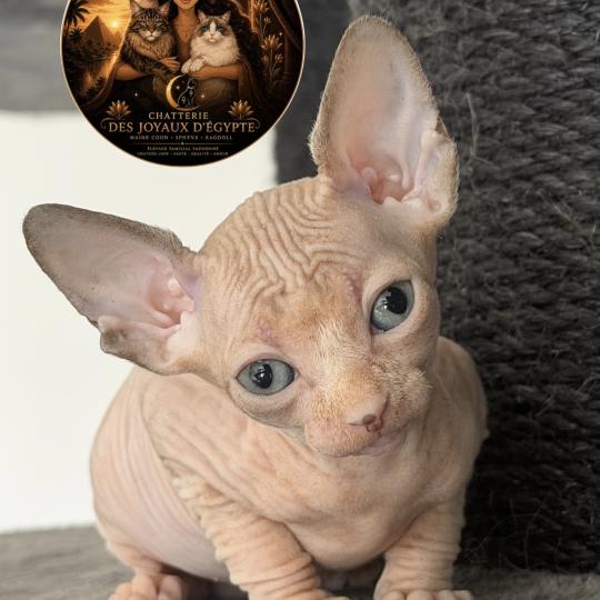 Bershka Des joyaux d’Égypte Femelle Sphynx