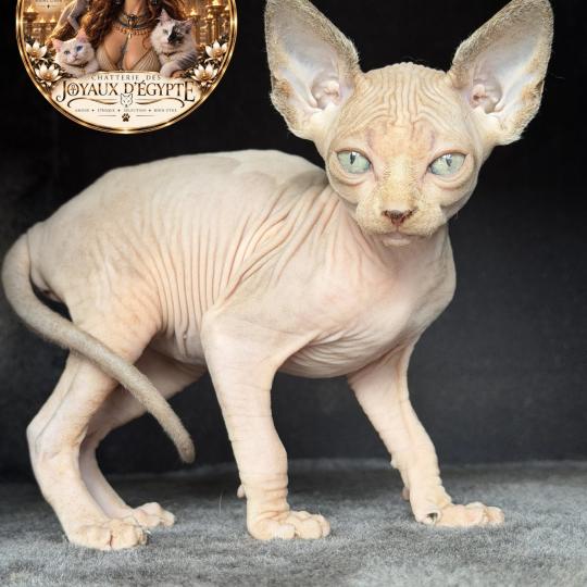 Bershka Des joyaux d’Égypte Femelle Sphynx