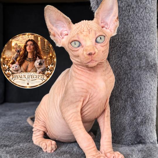 chaton Sphynx lilac tabby bicolor Bershka Chatterie Des Joyaux d’Égypte