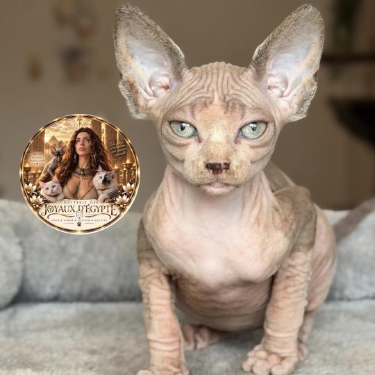 Bershka Des joyaux d’Égypte Femelle Sphynx