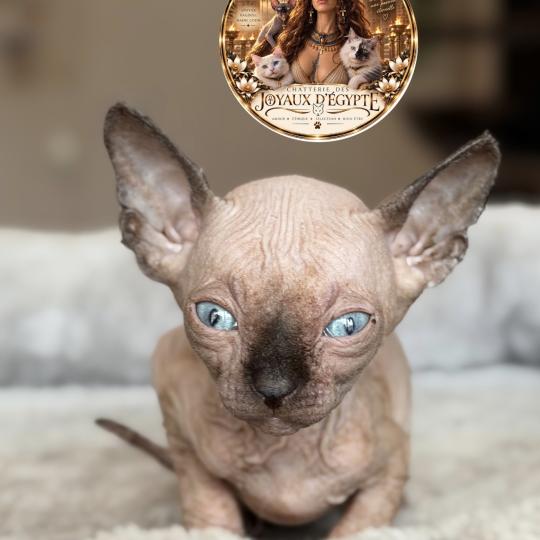 chaton Sphynx seal point Chatterie Des Joyaux d’Égypte