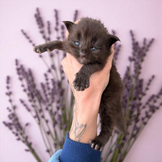 chaton Maine coon black Alaska Chatterie Des Joyaux d’Égypte