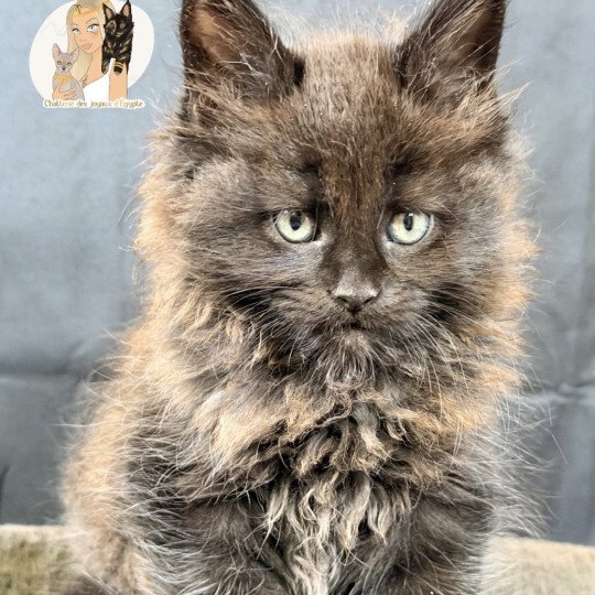 ALASKA Des joyaux d’Égypte Mâle Maine coon