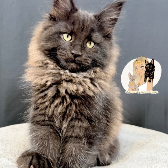 ALASKA Des joyaux d’Égypte Mâle Maine coon
