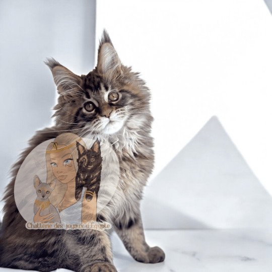 chat Maine coon brown mackerel tabby Anoukis Chatterie Des Joyaux d’Égypte