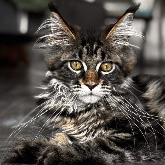 Anoukis Femelle Maine coon