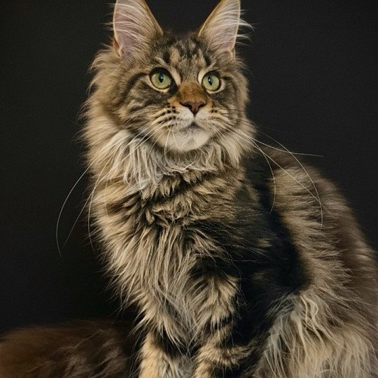Anoukis Femelle Maine coon