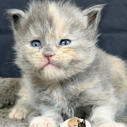 AYÉLÏS Des joyaux d’Égypte Femelle Maine coon