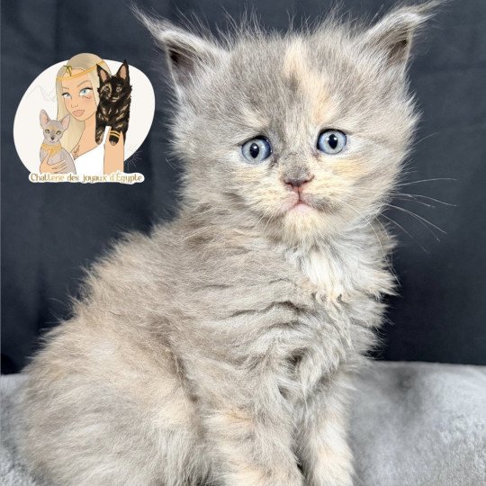 AYÉLÏS Des joyaux d’Égypte Femelle Maine coon