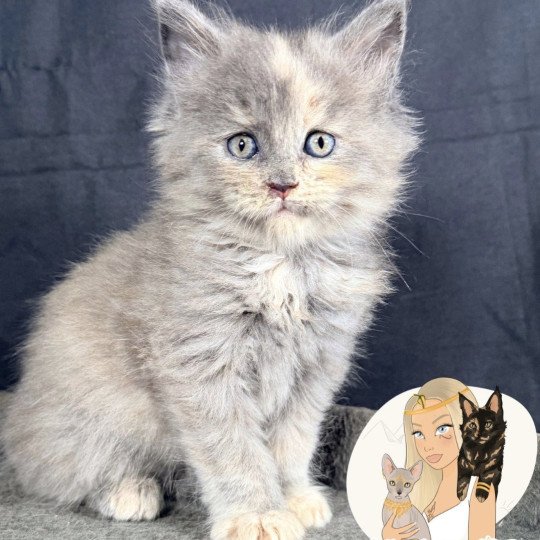 chaton Maine coon blue tortie smoke AYÉLÏS Chatterie Des Joyaux d’Égypte