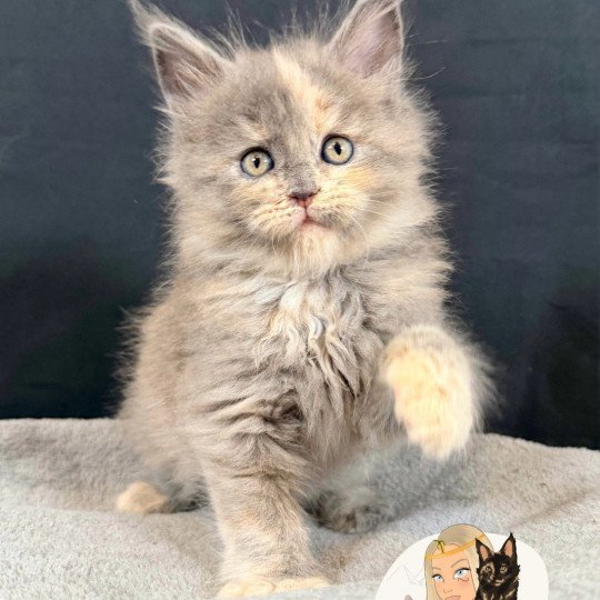 chaton Maine coon blue tortie smoke AYÉLÏS Chatterie Des Joyaux d’Égypte