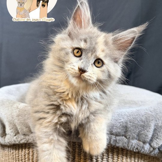 AYÉLÏS Des joyaux d’Égypte Femelle Maine coon