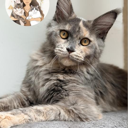 ALTESSE Des joyaux d’Égypte Femelle Maine coon