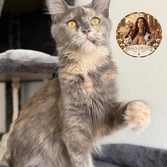 ALTESSE Des joyaux d’Égypte Femelle Maine coon