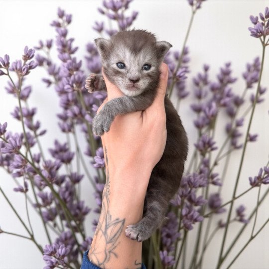 chaton Maine coon black smoke Aria Chatterie Des Joyaux d’Égypte