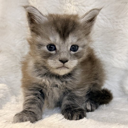 chaton Maine coon black smoke Aria Chatterie Des Joyaux d’Égypte