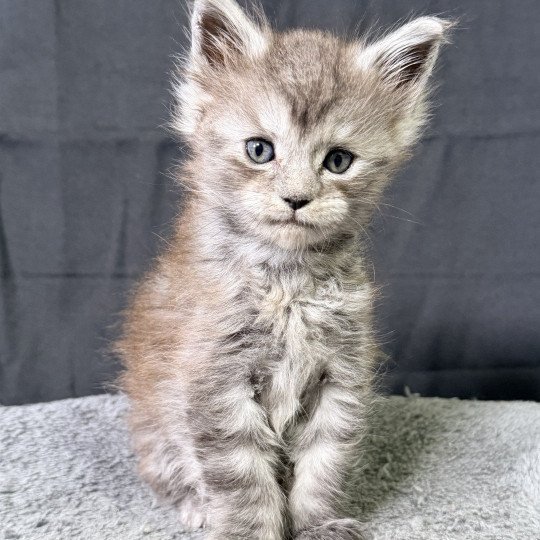 chaton Maine coon black smoke Aria Chatterie Des Joyaux d’Égypte
