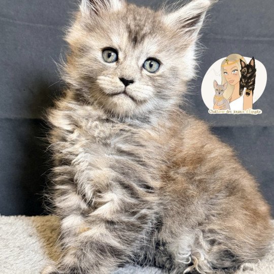 chaton Maine coon black smoke Aria Chatterie Des Joyaux d’Égypte