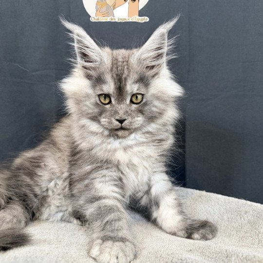 ARIA Des joyaux d’Égypte Femelle Maine coon