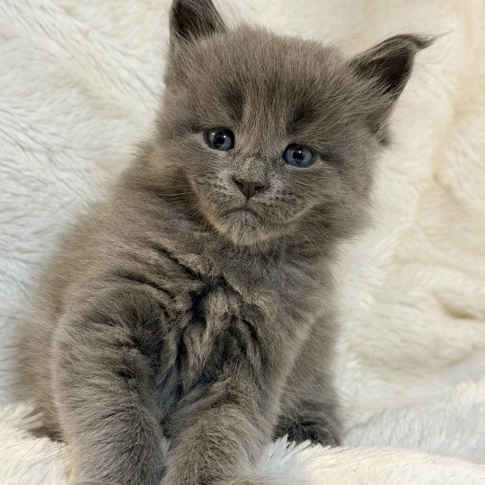 chaton Maine coon blue smoke Arrow Chatterie Des Joyaux d’Égypte